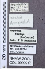 Etikett zu Ampedus occidentalis (Lane, 1971)